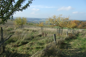 Streuobstwiesen