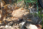 Der Frosch incl. Artikel
